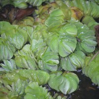 Salviniaceae